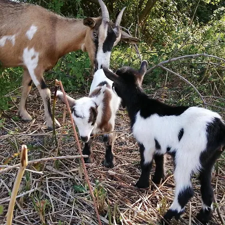شاليه La Loire Fleurie *