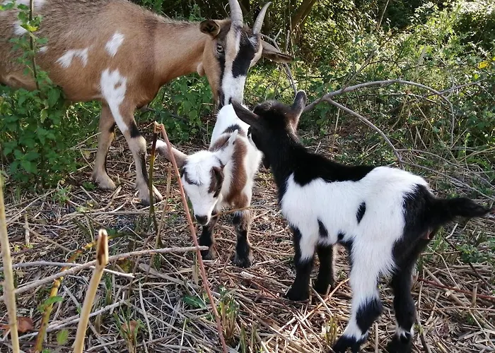 Domek alpejski La Loire Fleurie *
